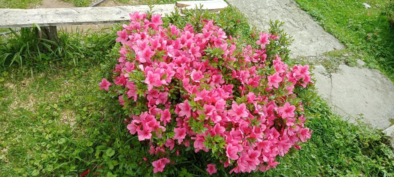Greenery Homestay دارجيلنغ الغرفة الصورة
